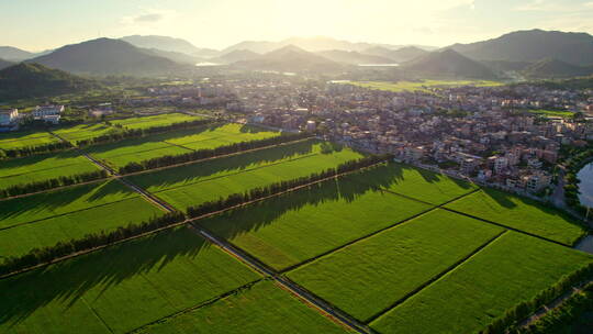 晨曦整齐的稻田景色