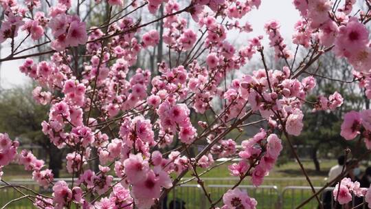 【镜头合集】微距特写鲜花桃花粉色花朵