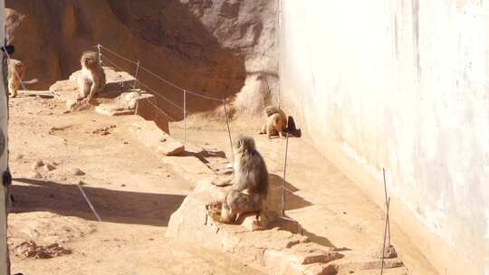 动物园内猴子休憩场景