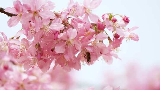 4K高清春天蜜蜂粉色樱花