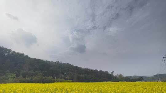 山林下摇油菜花蜜蜂采蜜视频素材模板下载