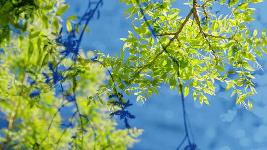 双重曝光树叶光影树荫自然清新夏天小暑夏至