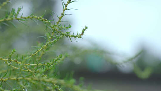 小草水滴