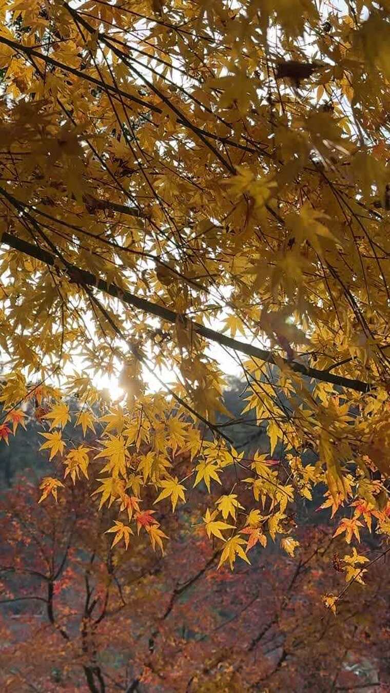 湖南永州秋天枫树林红色枫叶森林树林航拍