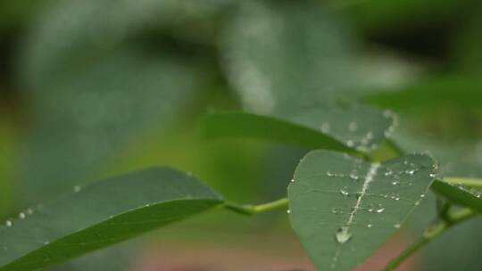 绿色植物上的雨滴