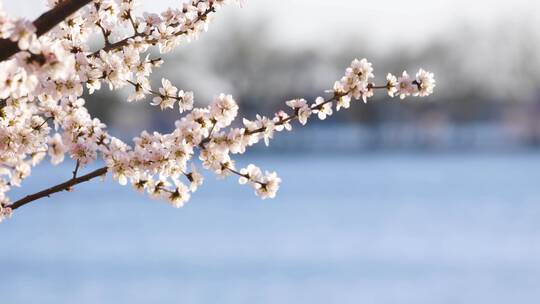 北京春季春天颐和园的山桃花