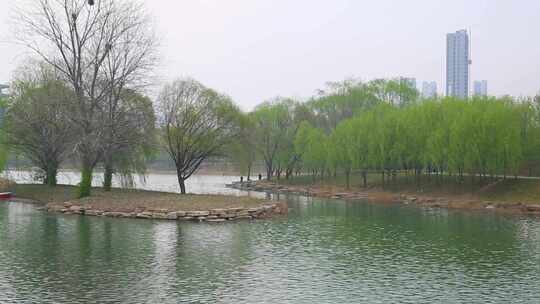 春天自然风景湖水柳树清明踏青视频素材模板下载