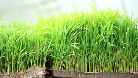 大棚水稻育苗007