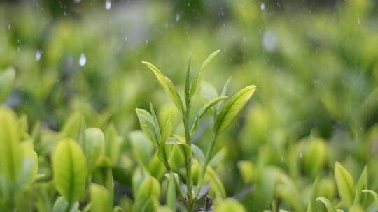 茶山茶叶采茶晾茶制茶茶汤品茶全过程