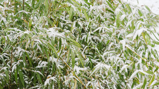 4K北方冬天竹子上飘雪特写实拍视频