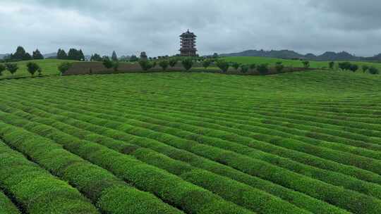 航拍贵州遵义湄潭茶园茶场春季雨后风景