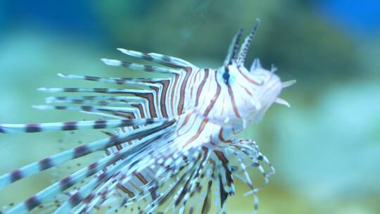 海底世界水族馆鱼类鱼群海洋生态视频素材模板下载