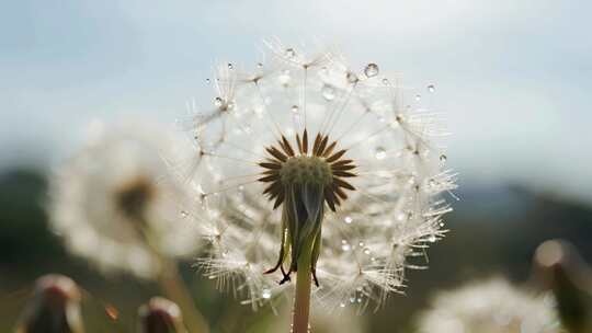 蒲公英露珠微距特写清新自然背景视频