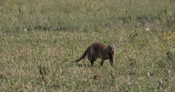 猫鼬，草，Safari，非洲