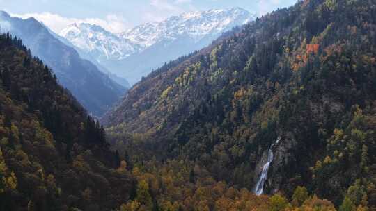 青海互助北山秋林航拍视频