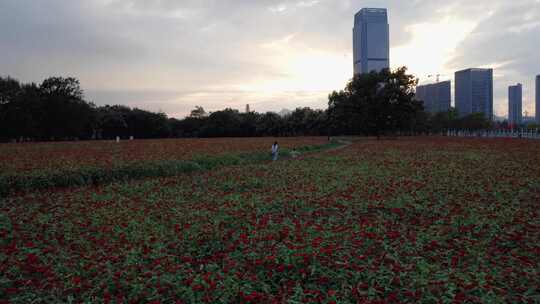 夕阳下的格桑花花海