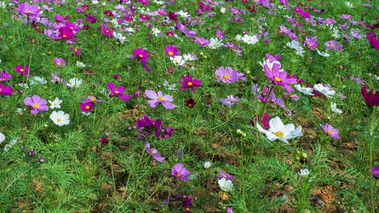 格桑花波斯菊花海