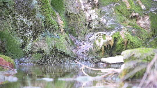 苔藓覆盖石壁流水画面