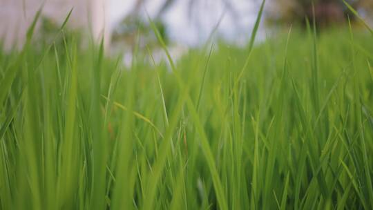 水稻梯田种植大米稻米秧苗插秧
