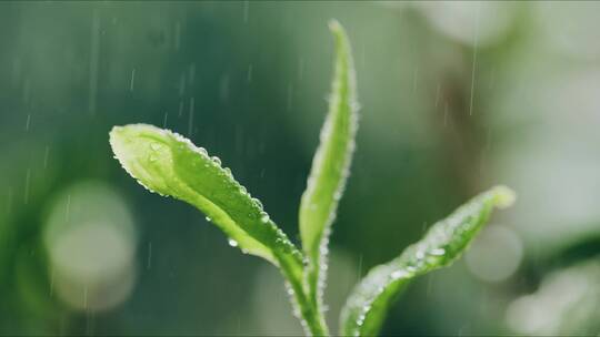 茶叶嫩芽雨滴