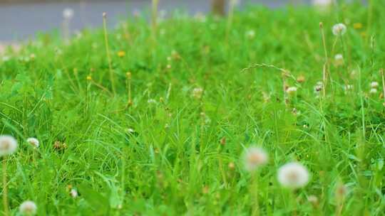 植物园公园户外野外植物小草青草花朵花丛蒲