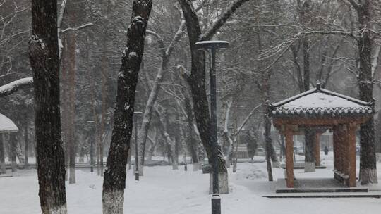 公园飘雪雪景