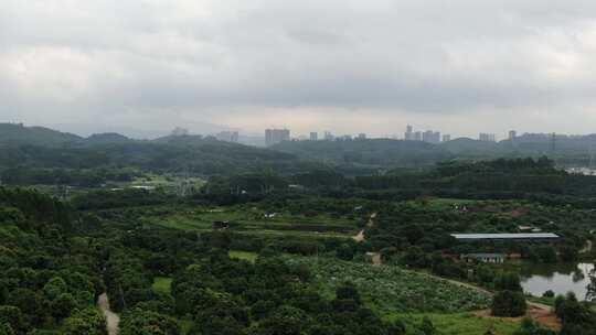 荔枝种植地航拍