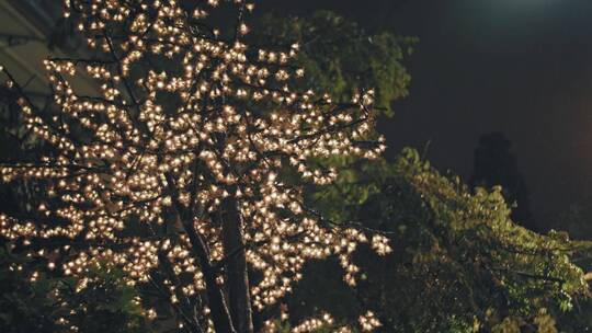 夜晚树上的闪烁灯视频素材模板下载
