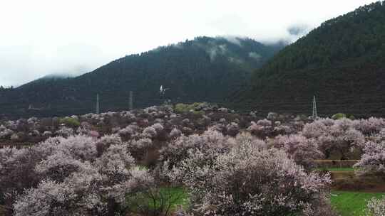 林芝 林芝桃林 西藏