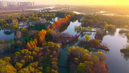 西安渭河浐灞湿地公园秋景