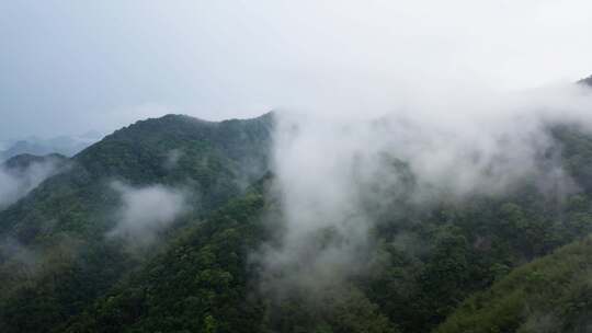 宁海天明山森林风光