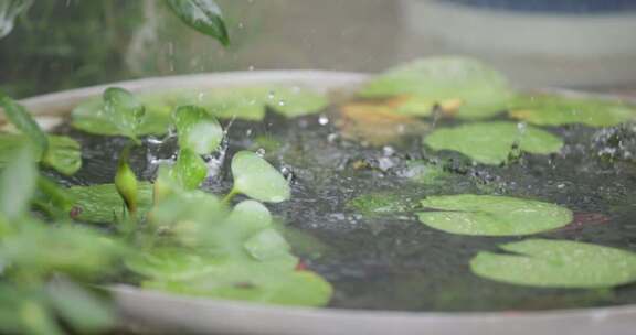 盆栽荷叶雨滴特写