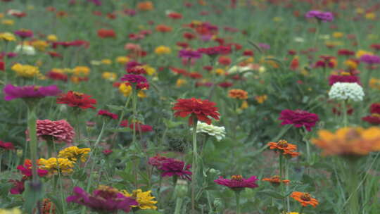 花 菊花 花海