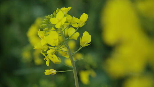 油菜花意境高清实拍