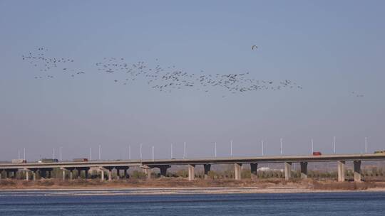 4k航拍飞鸟黄河滩湿地生态氧吧绿色大气河流视频素材模板下载