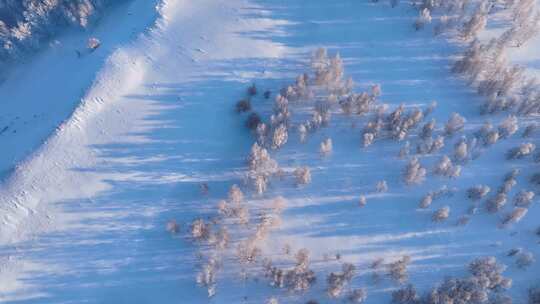 冬季白桦林雪景视频素材模板下载
