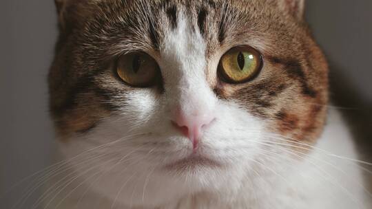 可商用4k萌猫动作表情集锦，宠物猫卖萌视频素材模板下载