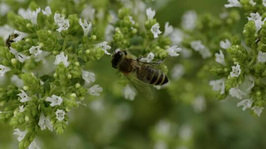 蜜蜂在给花朵授粉