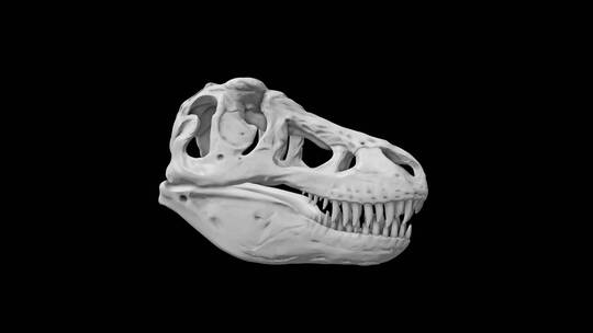 霸王龙的头骨三维3d模型