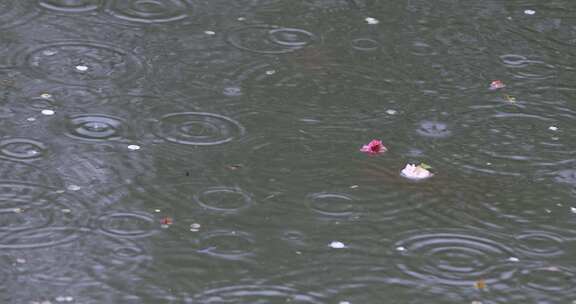 春雨落花池水梅花