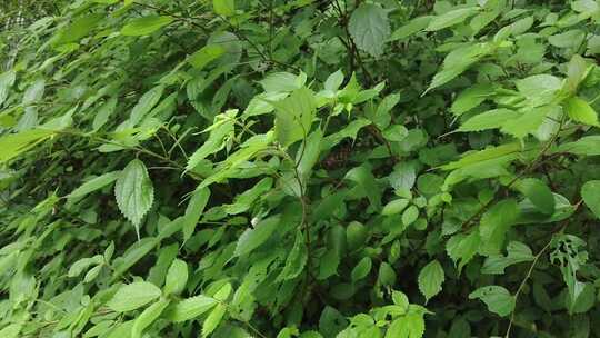 大自然野生植物野草实拍