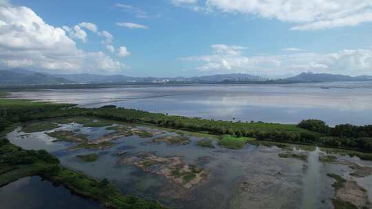 4K航拍深圳福田红树林湿地保护区