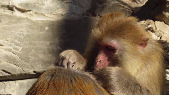 野生动物猴子峨眉山视频素材模板下载