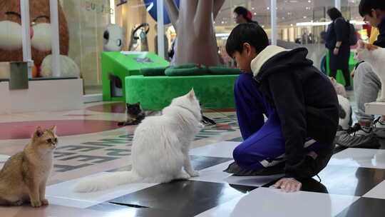 猫咪 萌宠 宠物猫 可爱 猫视频