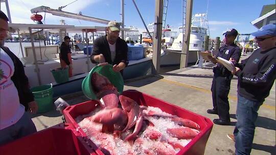 商业渔民将捕获的北方红鲷装上渔船视频素材模板下载