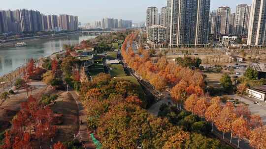 长沙秋季滨河路梧桐树