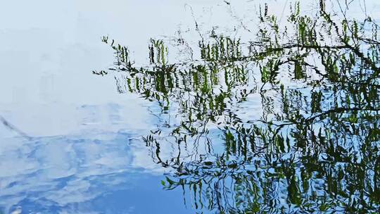 池塘边阳光逆光反射植物树叶光影