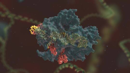 生物科学 基因编辑 DNA 基因工程 医学动画