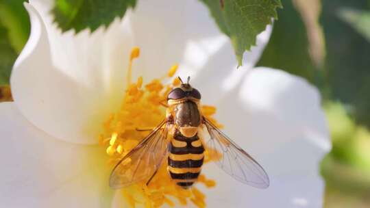 正在吃花蜜的蜜蜂