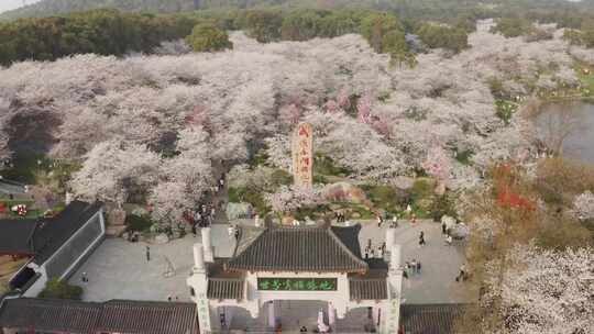 武汉东湖大片盛开的樱花林鸟瞰全景